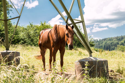 Horse standing in ranch