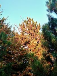 Low angle view of trees against sky during autumn