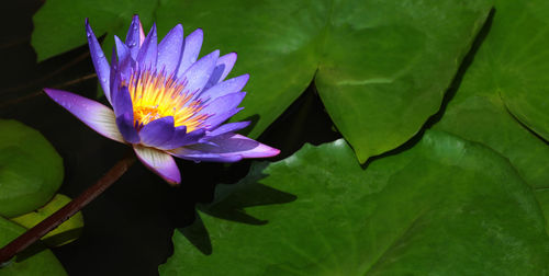 Close-up of water lily