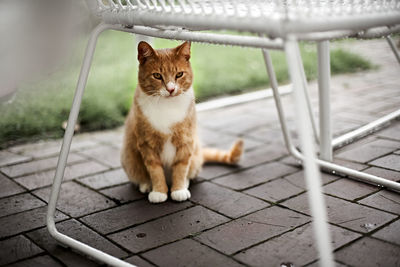 Portrait of cat sitting on footpath