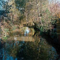 Reflection of trees in river