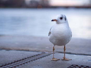 Close-up of seagull perching on wall