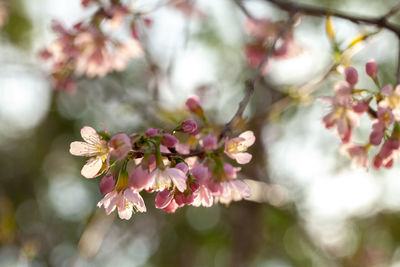 Close-up of pink cherry blossom tree