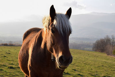 Horse in a field