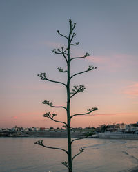 Silhouette plant by sea against sky during sunset