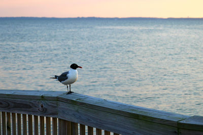 Bird perching on sea against sky