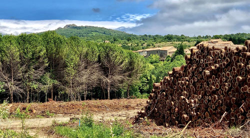 Scenic view of trees growing on field against sky