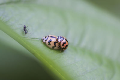 Close-up of ladybug on leaf