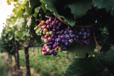 Close-up of grapes growing in vineyard