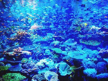 Full frame shot of jellyfish swimming in water