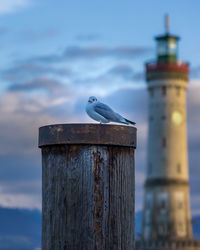 Seagull perching on wooden post against sky