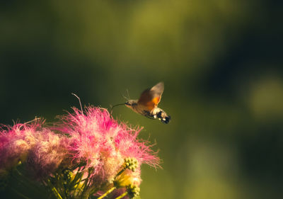 Close-up of bee pollinating on flower