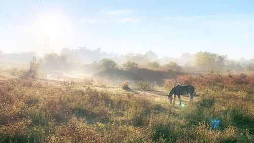 View of horse grazing in field