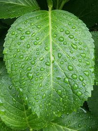 Close-up of water drops on leaf