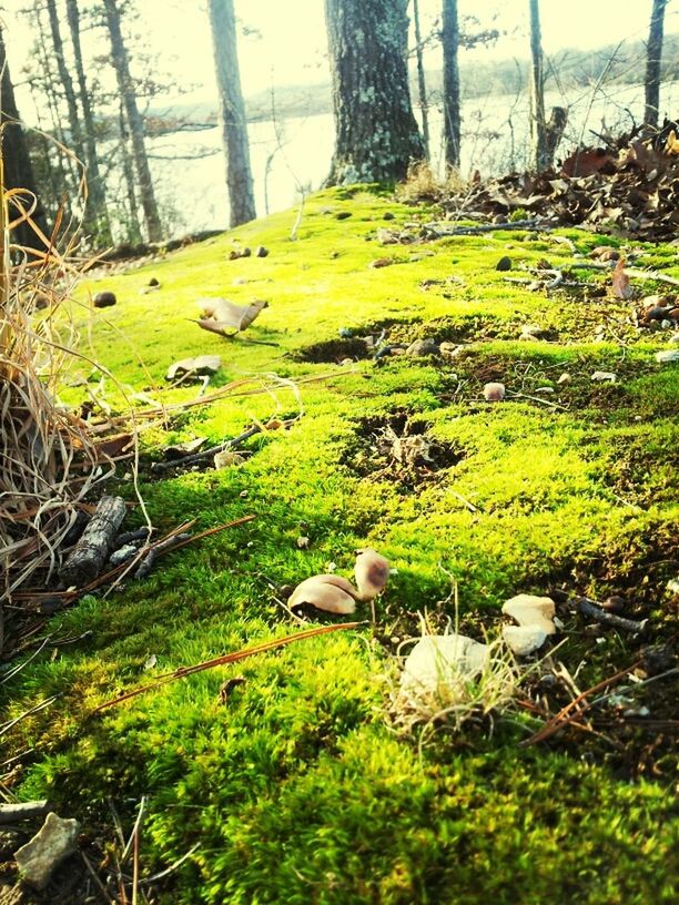 tree trunk, tree, growth, forest, grass, nature, green color, field, tranquility, beauty in nature, plant, mushroom, animal themes, day, bird, animals in the wild, fungus, outdoors, grassy, no people