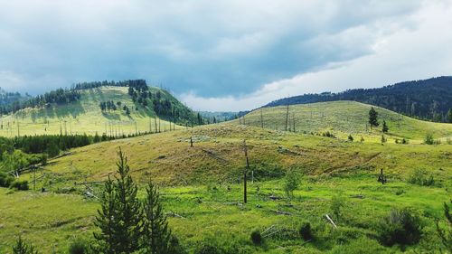 Scenic view of agricultural field against sky