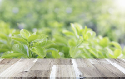 Close-up of leaves on table