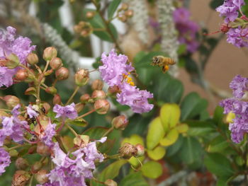 Honey bee flying by purple flowers