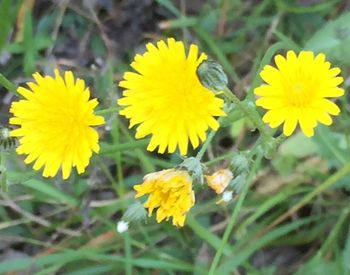 Close-up of yellow flower