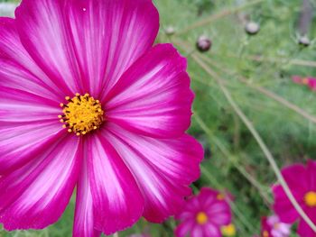 Close-up of pink cosmos flower