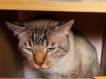 Close-up portrait of a cat at home