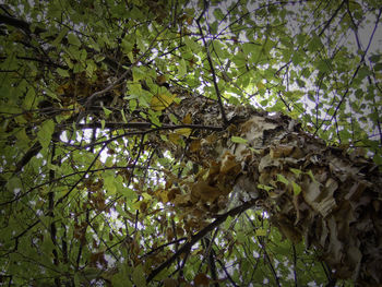 Low angle view of flowers on tree