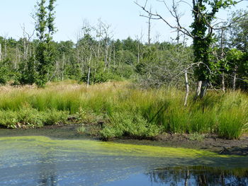 Scenic view of lake in forest against sky