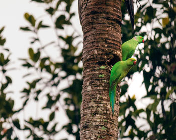 Low angle view of bird perching on tree