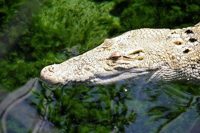 Close-up of crocodile swimming in water