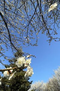 Low angle view of cherry blossoms against blue sky