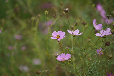 Close-up of pink flowering plants on field