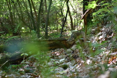 Scenic view of river amidst trees in forest