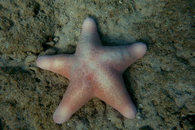 Close-up of human feet on rock