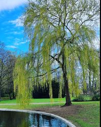 tree