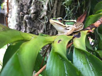 Close-up of frog on leaf