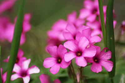 Close-up of pink flowering plants