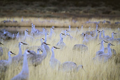 Flock of birds on field