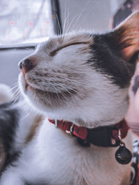 Close-up of cat looking away