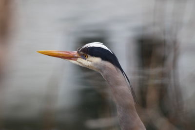 Close-up of a bird