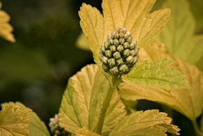 Close-up of yellow flowering plant leaves