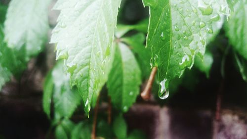 Close-up of leaves