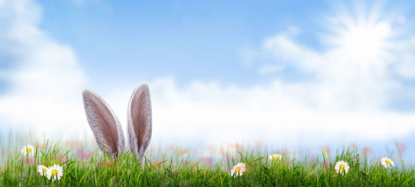 Close-up of flowering plants on field against sky