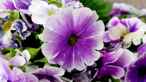 Close-up of pink flower