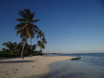 Palm trees on beach against clear sky