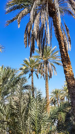 Low angle view of palm tree against clear blue sky