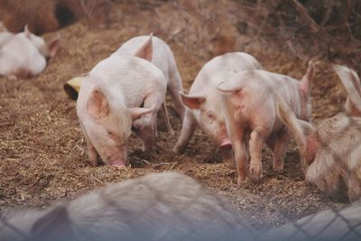 Pigs on a pig farm