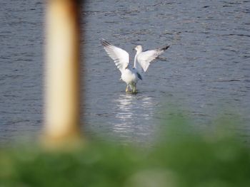 Seagulls flying over lake