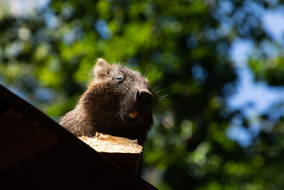 Close-up of an animal against blurred background