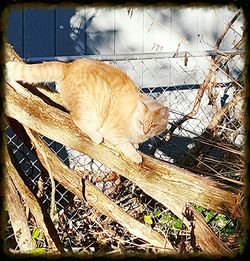 Bare tree against sky