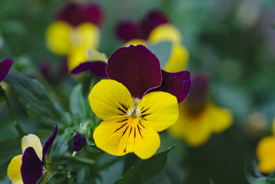 Close-up of yellow flowering plant